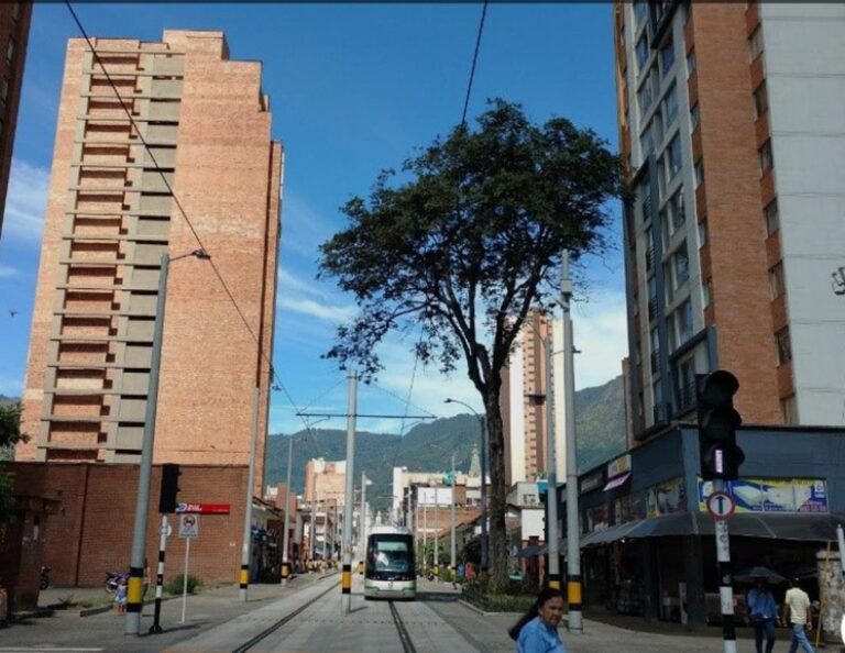 El gualanday que da sombra al centro hace más de 100 años - Centrópolis