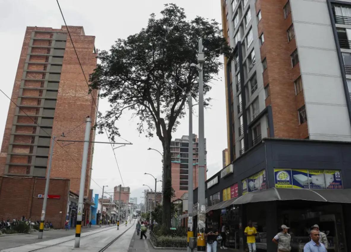 Y cayó el Gualanday. Cortesía El Colombiano