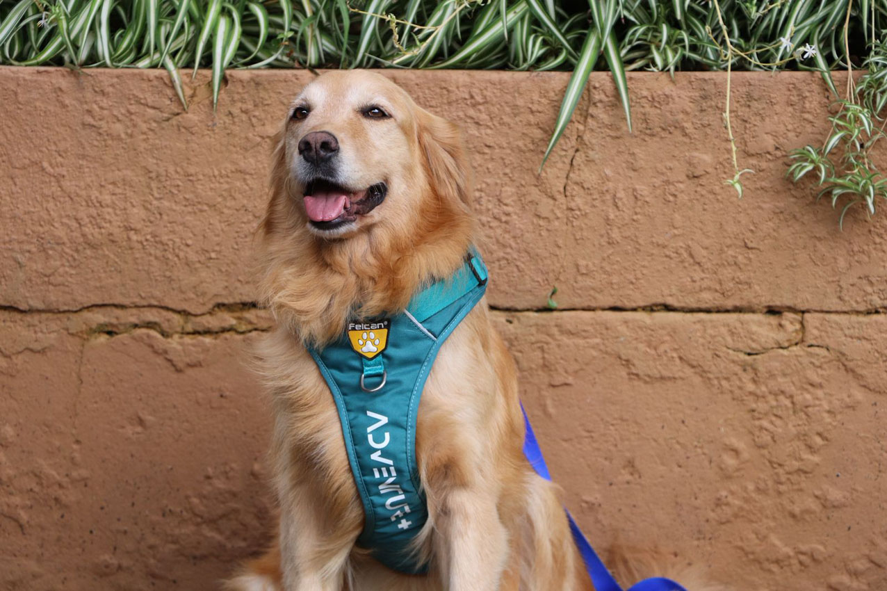 Imagen Perros que sanan el programa de Intervenciones Asistidas del Distrito (3)