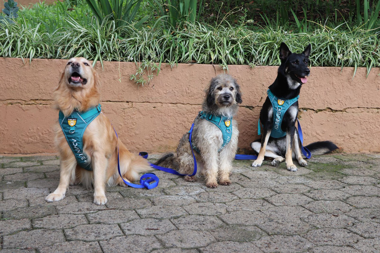 Imagen Perros que sanan el programa de Intervenciones Asistidas del Distrito (4)