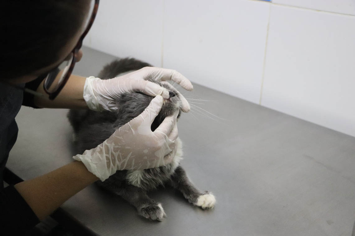 Imagen de gato que está siendo revisado