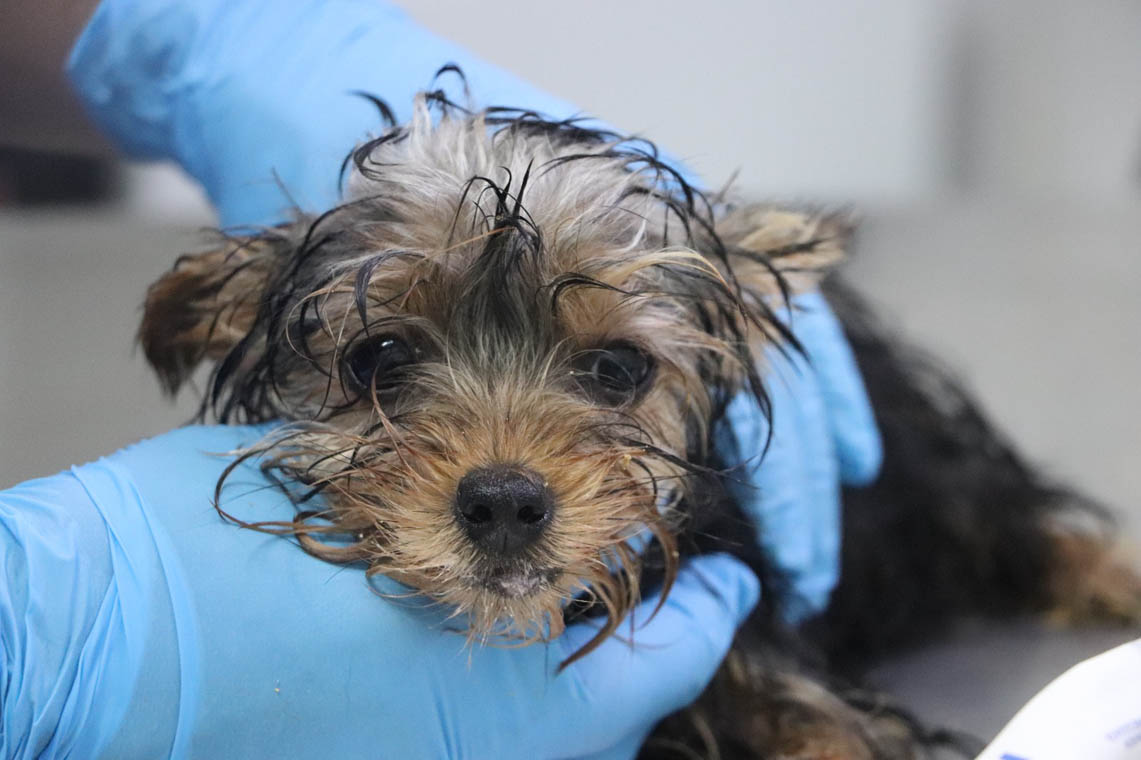 Imagen de perro que está siendo revisado