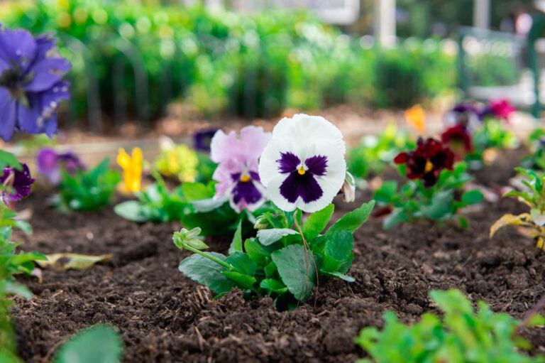 Imagen de una flor sembrada
