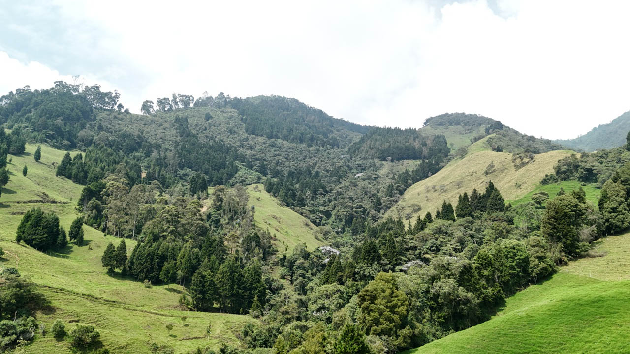 Imagen panorámica de un bosque