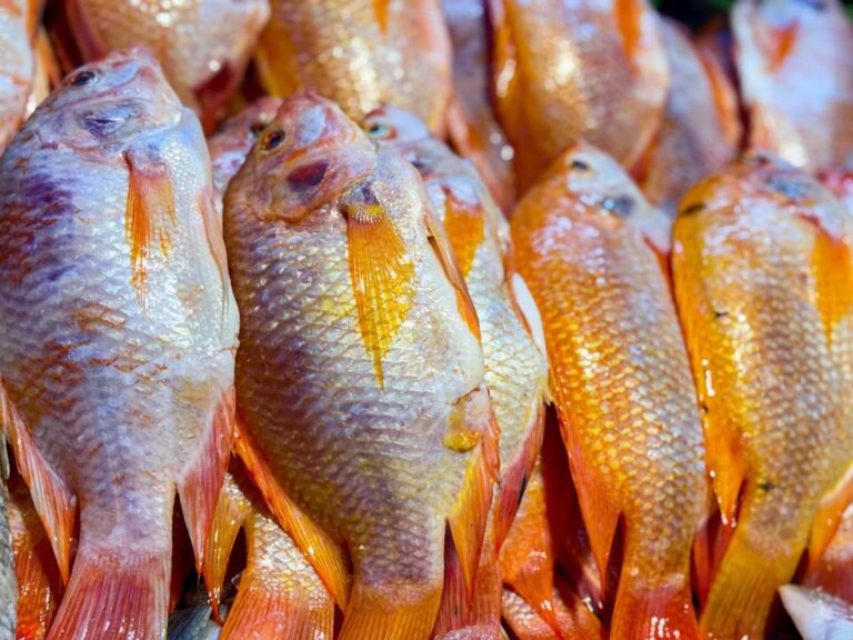 Imagen recomendaciones para el consumo seguro de pescado (1)