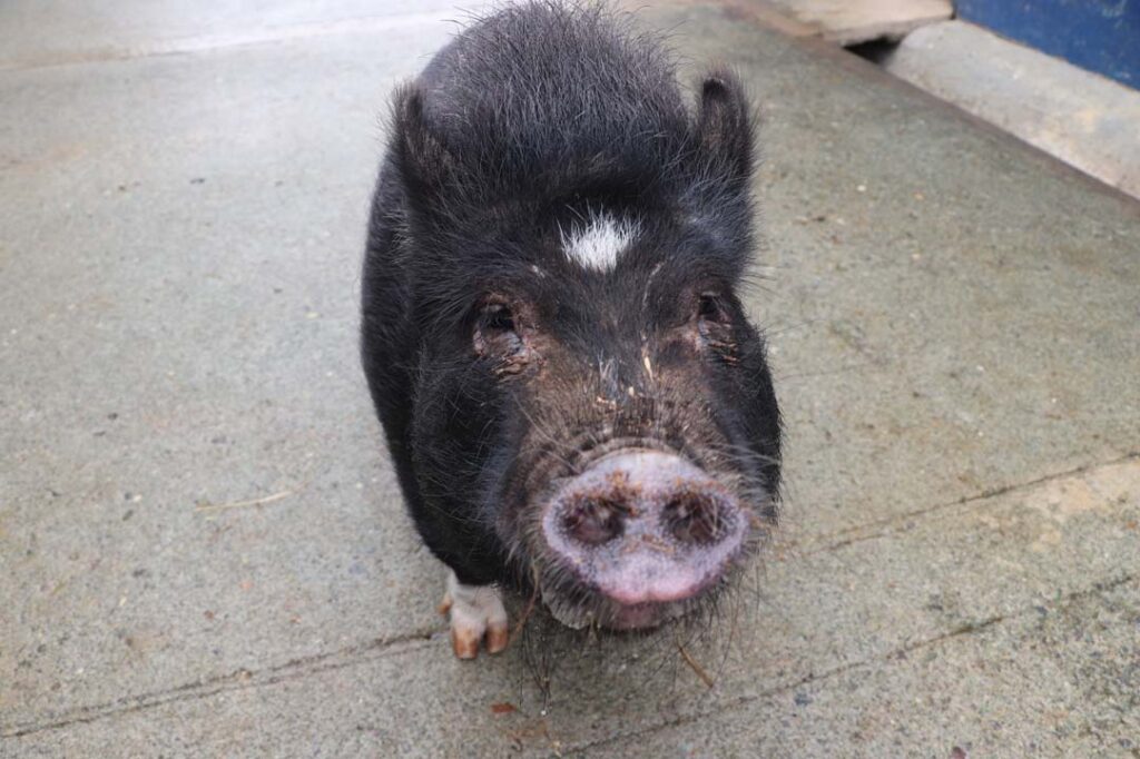 imagen Cinco cerditos buscan hogar en Medellín (1)