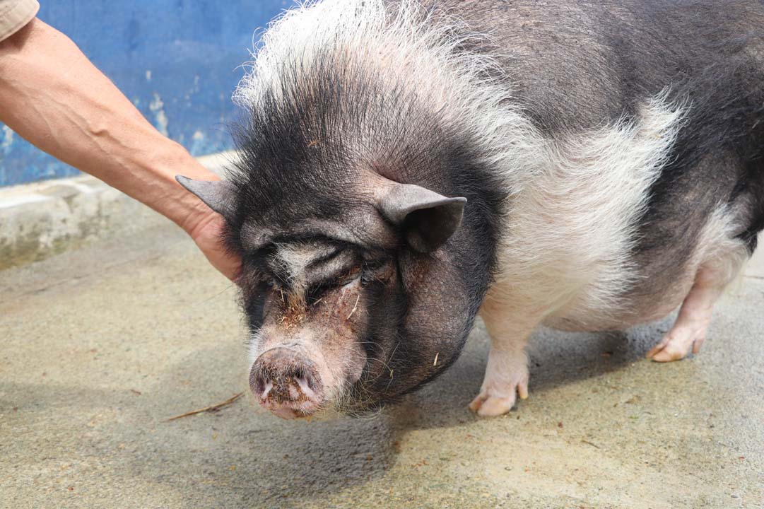 imagen Cinco cerditos buscan hogar en Medellín (1)