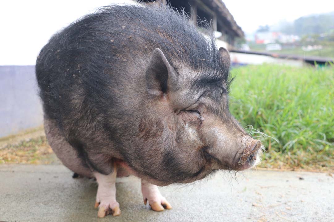 imagen Cinco cerditos buscan hogar en Medellín (1)