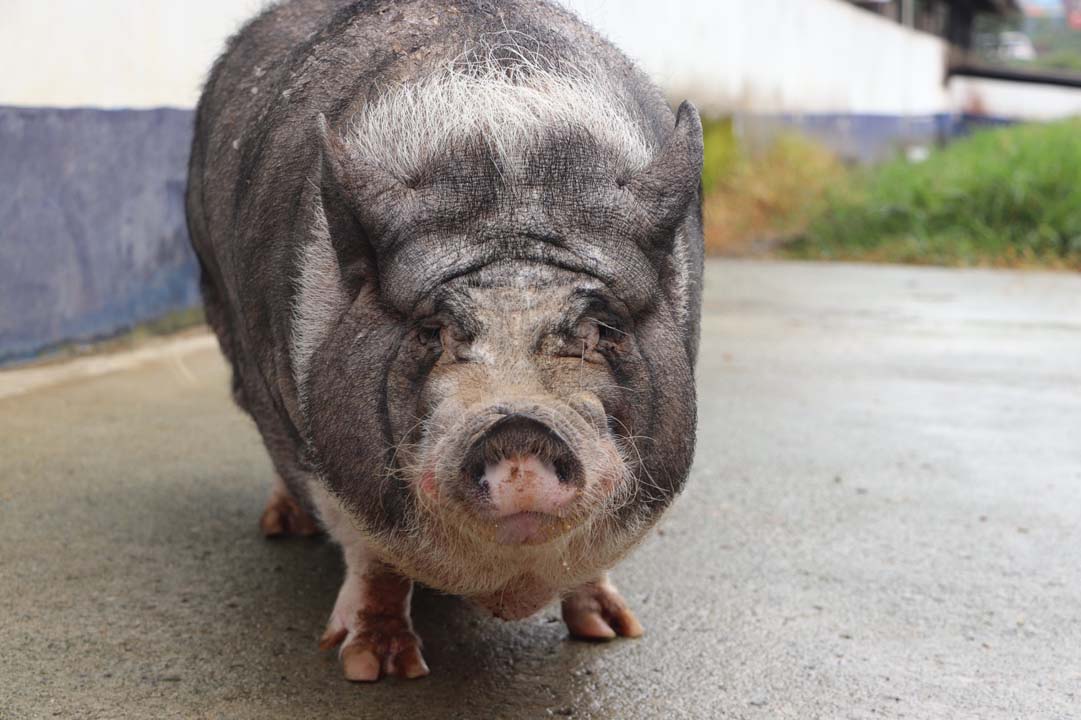 imagen Cinco cerditos buscan hogar en Medellín (1)