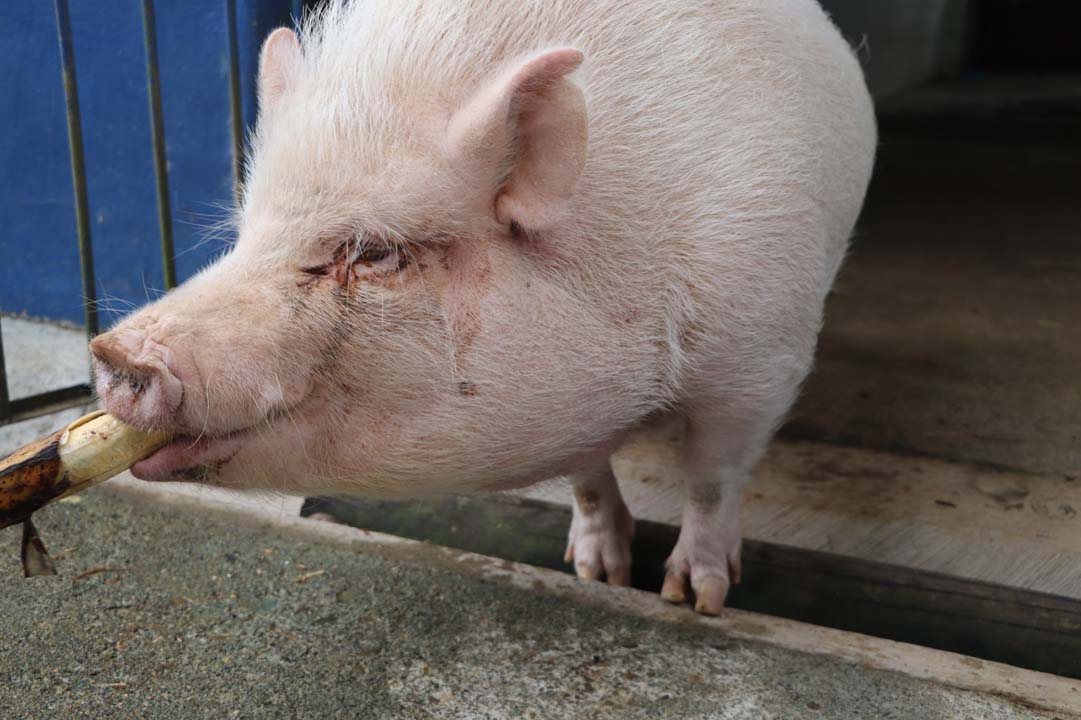 imagen Cinco cerditos buscan hogar en Medellín (1)