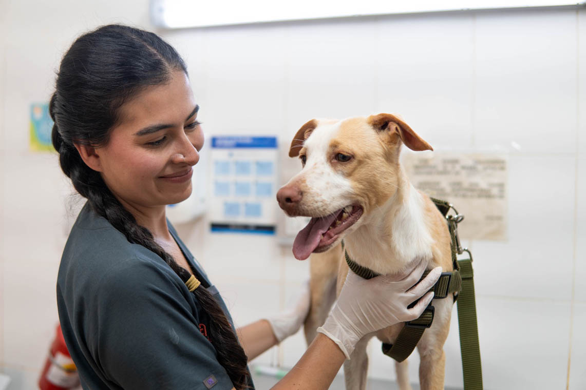 Imagen de una perra con una veterinaria