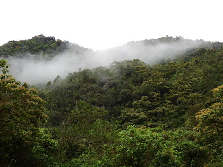 Imagen panorámica de zona verde