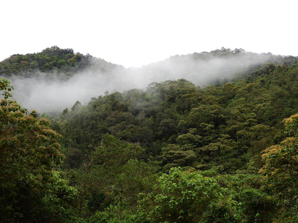 Imagen panorámica de zona verde