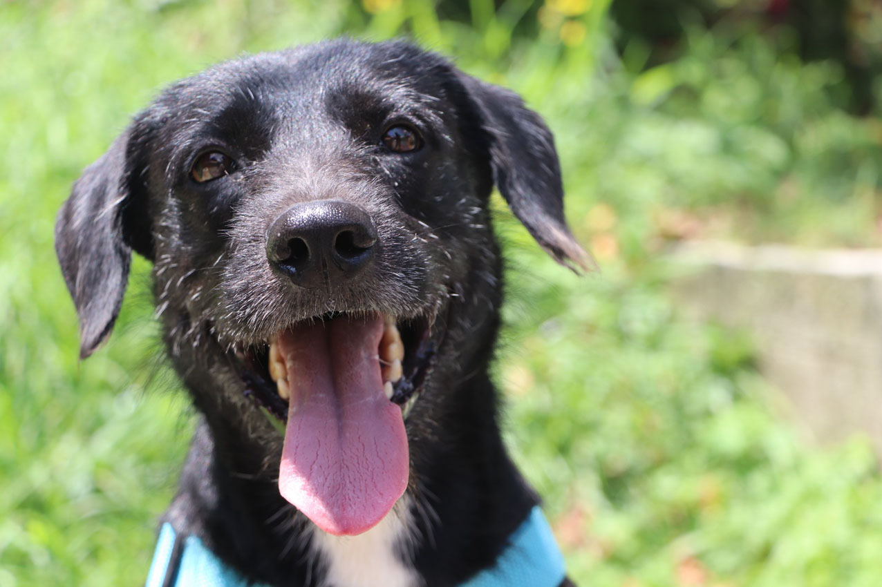 Imagen recomendaciones para proteger a perros y gatos durante la temporada de calor (1)
