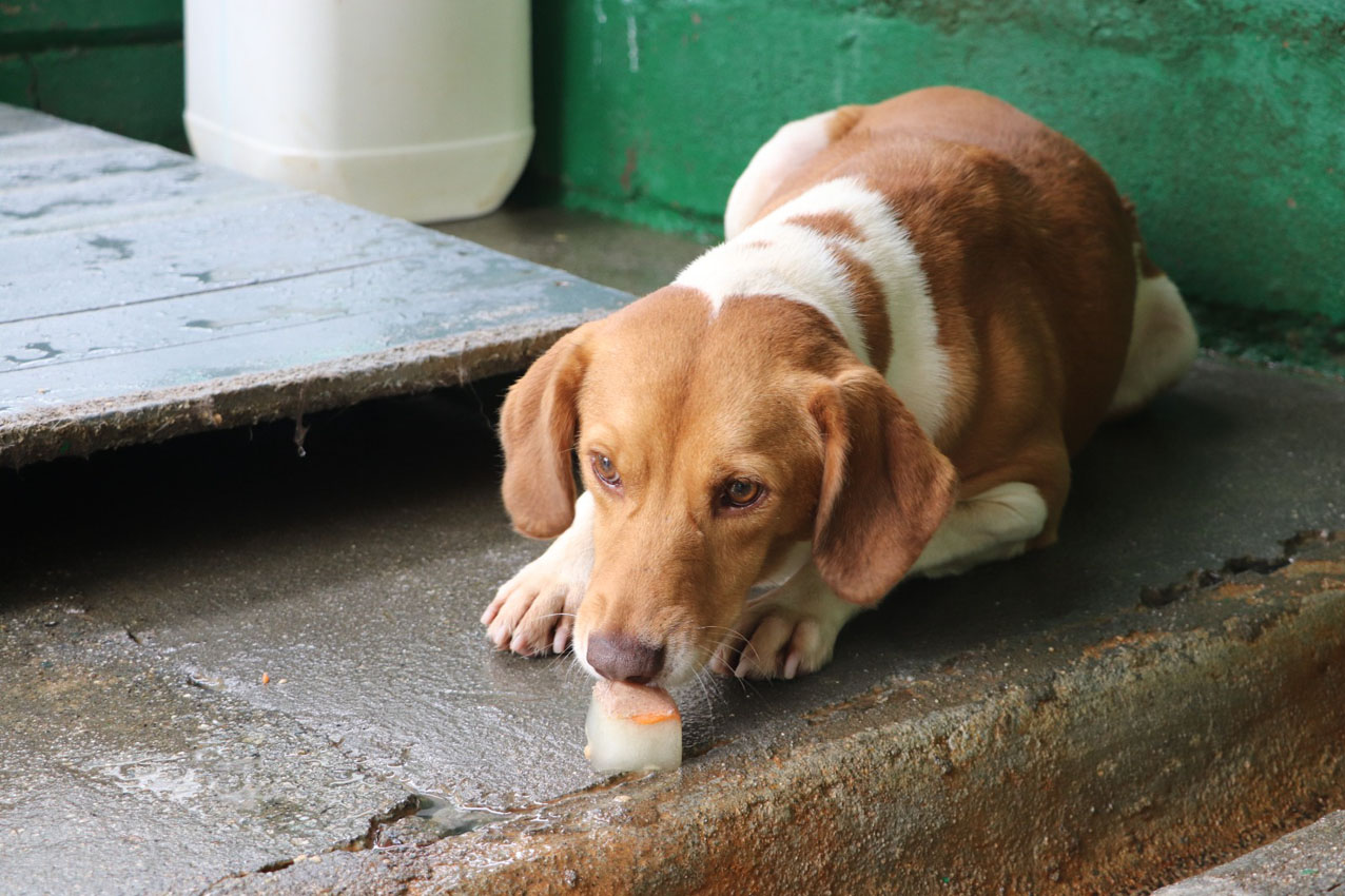 Imagen recomendaciones para proteger a perros y gatos durante la temporada de calor (2)