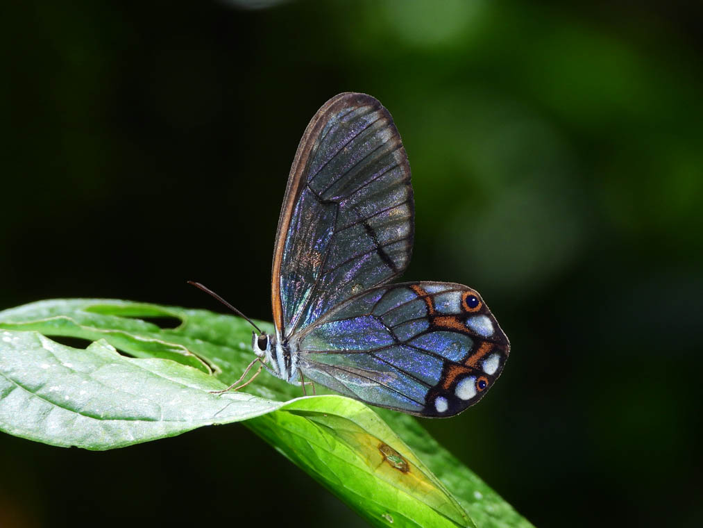 Pseudohaetera hypaesia - Mariposa alas de cristal