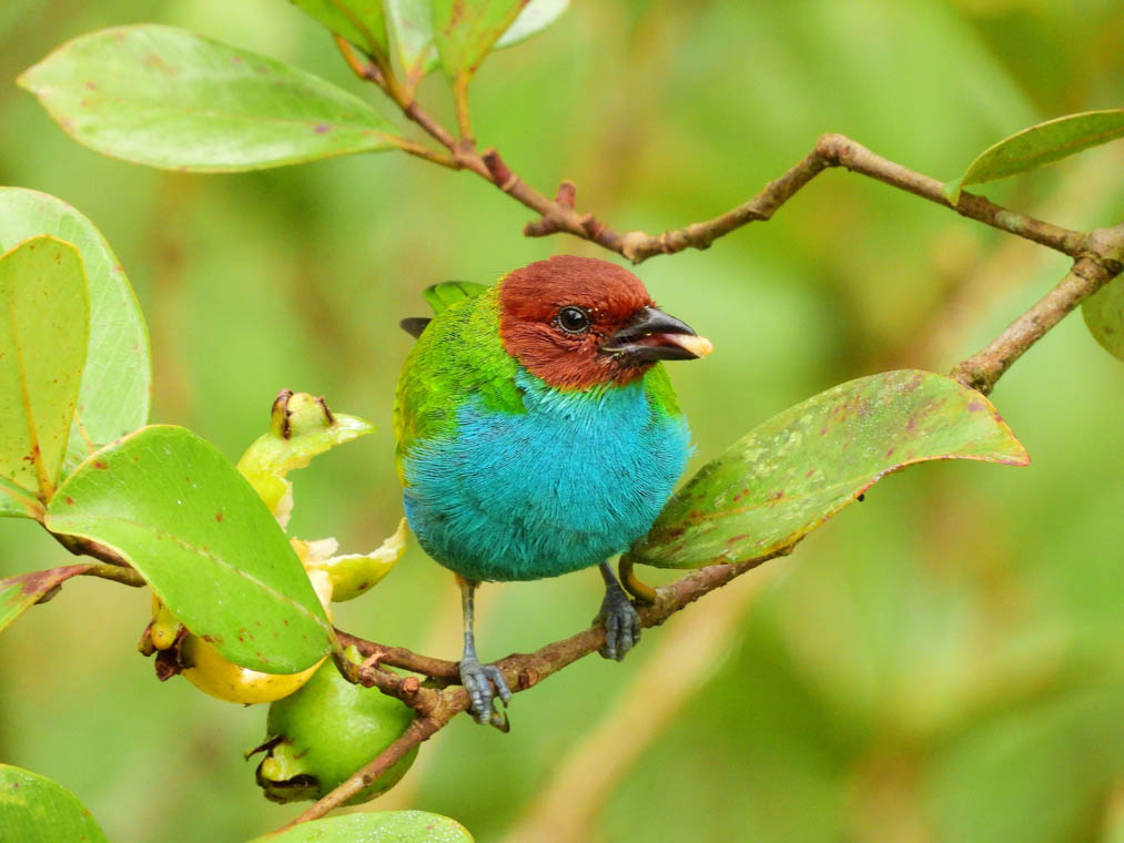Tangara gyrola - Tangara cabecirrufa