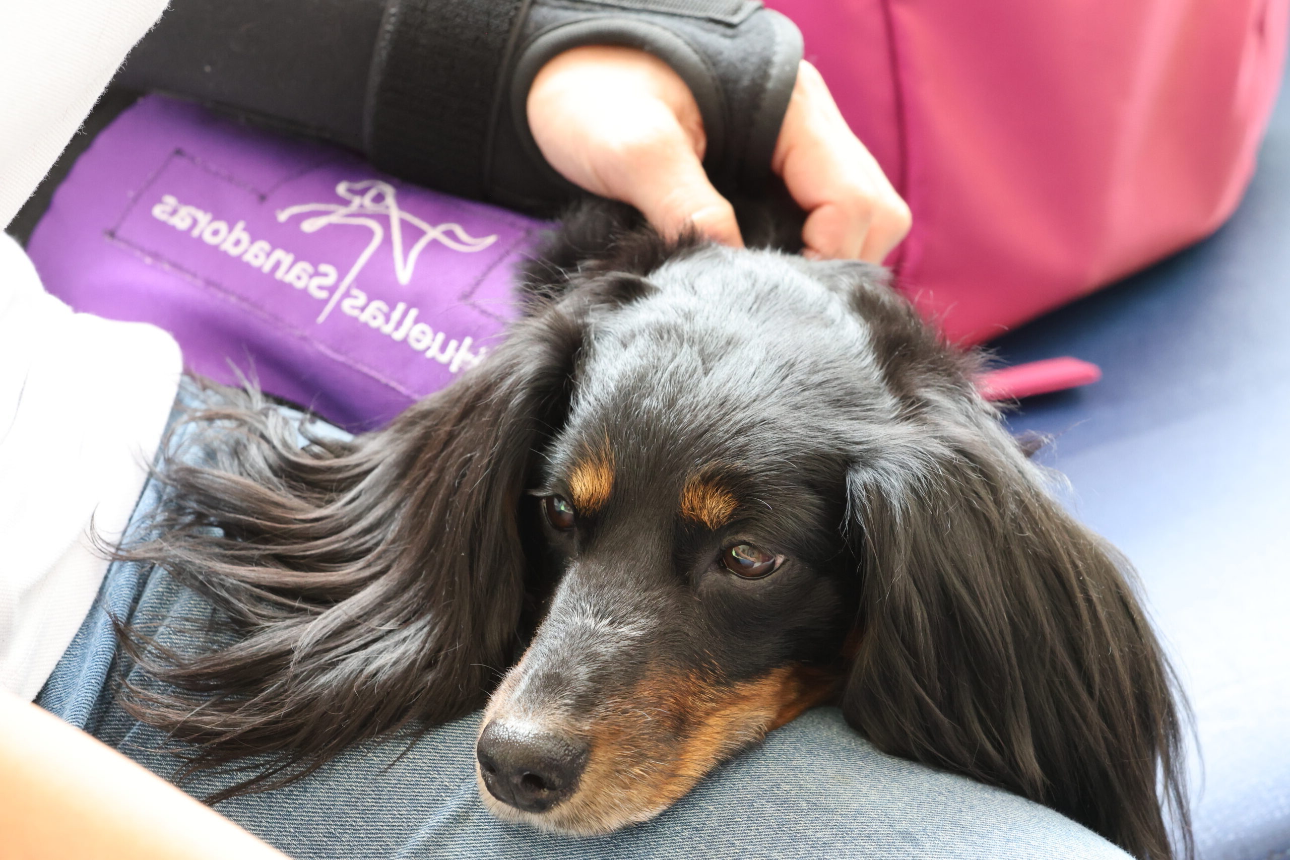 Visita de perros a hospital Infantil - En Medellín hay huellitas peludas
