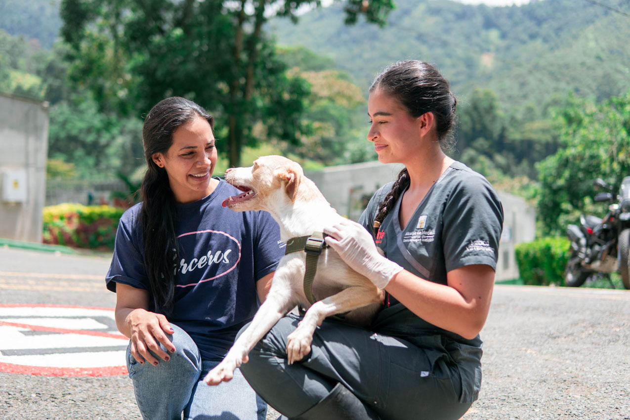 “Superé el moquillo”: la historia de Analí, la perrita de Medellín que está lista para encontrar un hogar