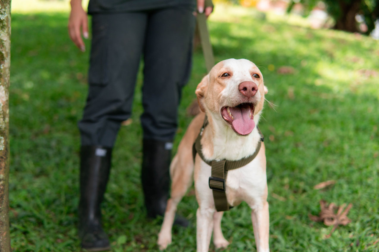 “Superé el moquillo”: la historia de Analí, la perrita de Medellín que está lista para encontrar un hogar