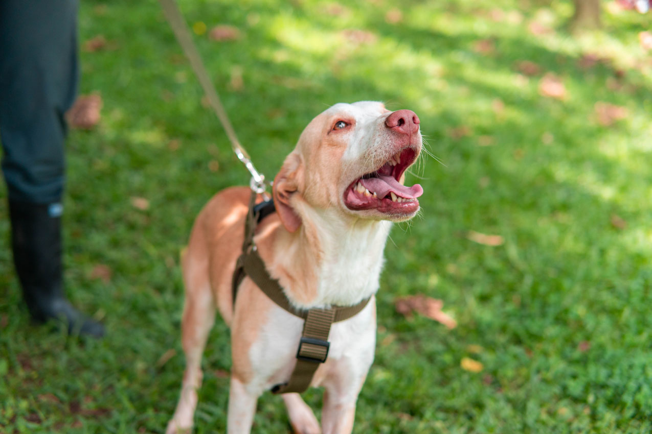 “Superé el moquillo”: la historia de Analí, la perrita de Medellín que está lista para encontrar un hogar