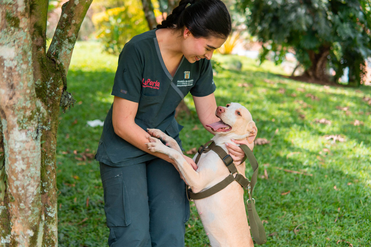 “Superé el moquillo”: la historia de Analí, la perrita de Medellín que está lista para encontrar un hogar