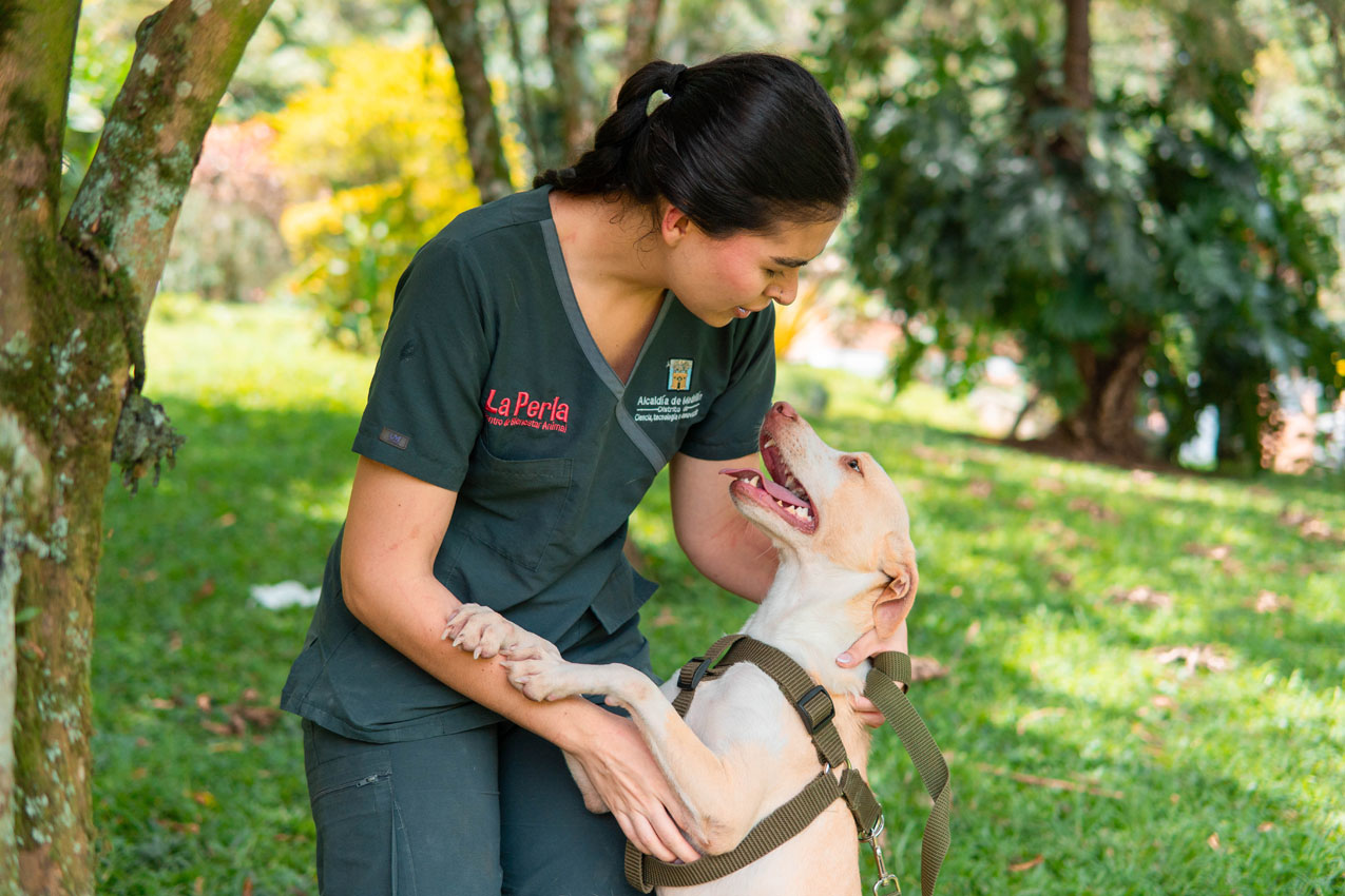 “Superé el moquillo”: la historia de Analí, la perrita de Medellín que está lista para encontrar un hogar