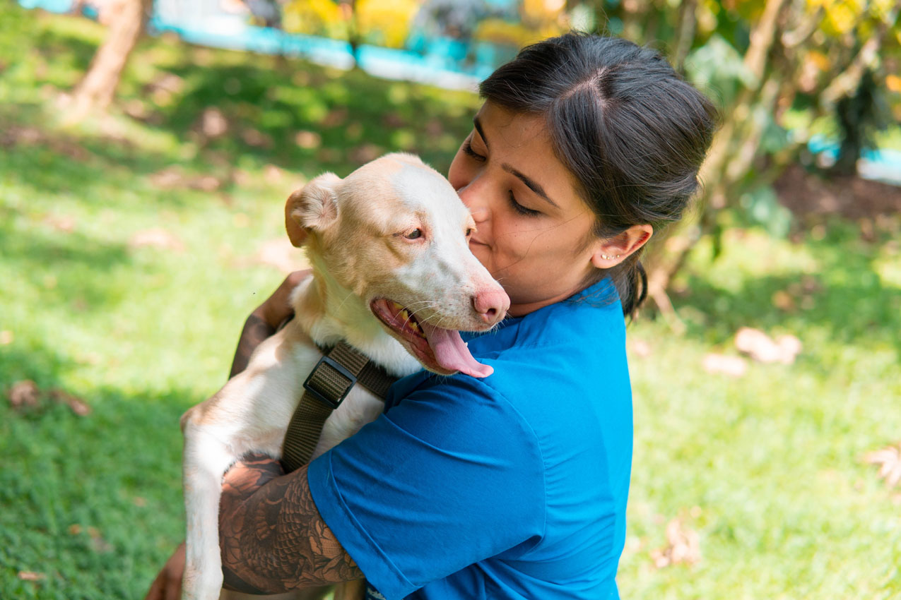 “Superé el moquillo”: la historia de Analí, la perrita de Medellín que está lista para encontrar un hogar