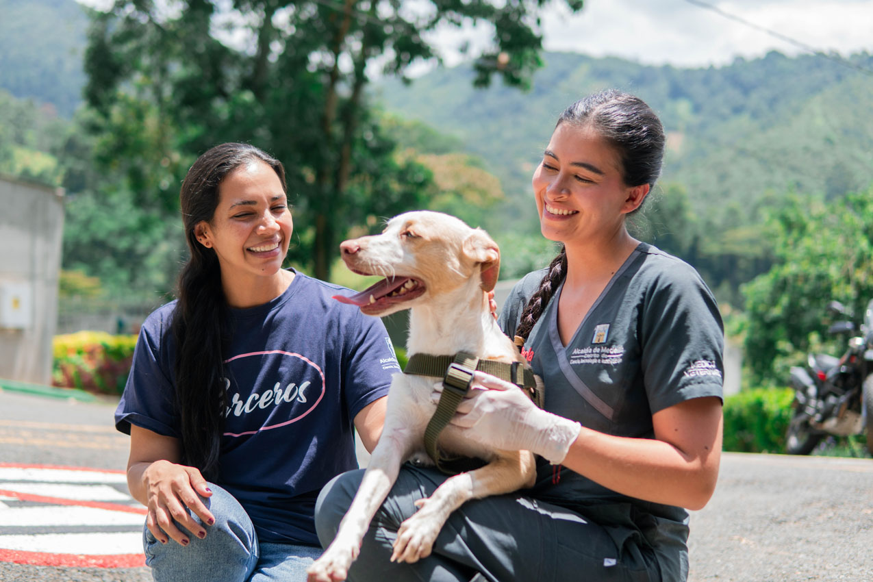 “Superé el moquillo”: la historia de Analí, la perrita de Medellín que está lista para encontrar un hogar