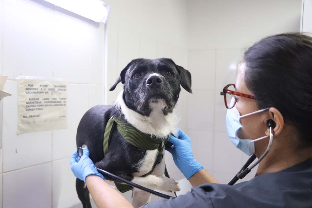 Imagen 700 perros y gatos han recibido la esterilización (2)