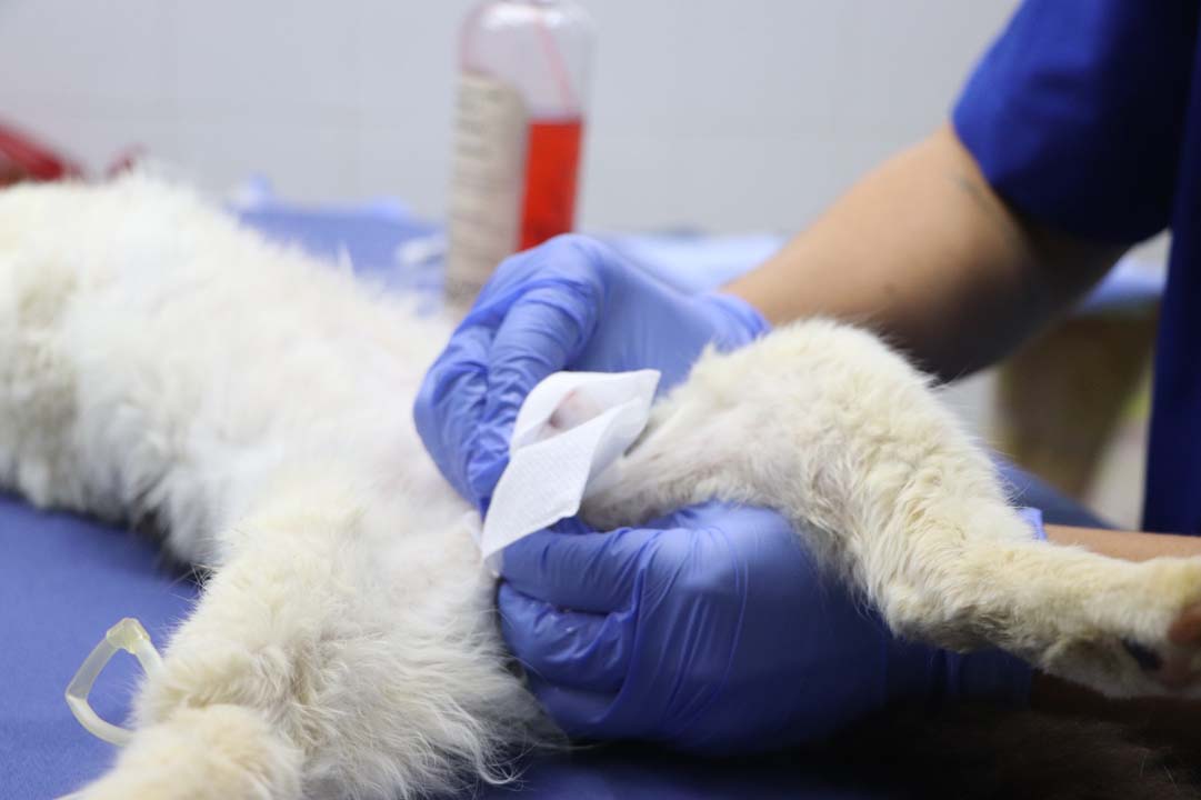 Imagen 700 perros y gatos han recibido la esterilización (2)