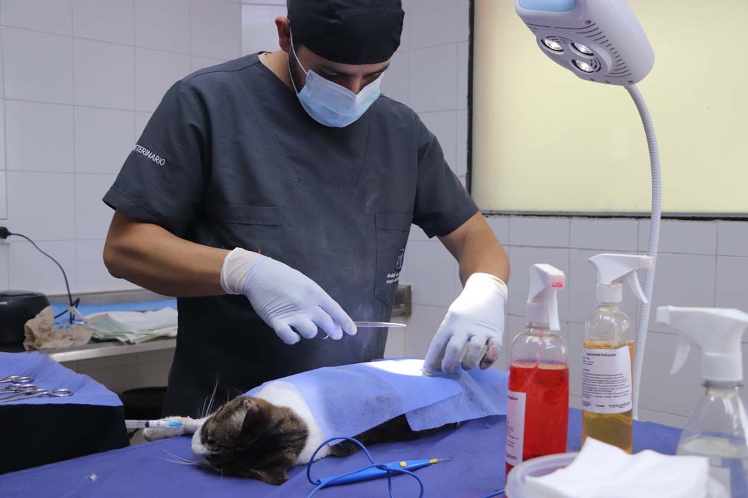 Imagen 700 perros y gatos han recibido la esterilización (2)