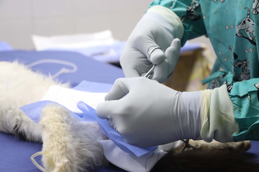 Imagen 700 perros y gatos han recibido la esterilización (2)