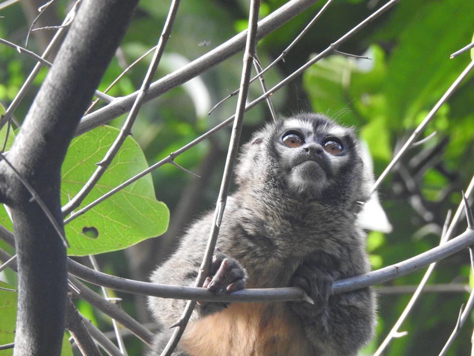 Imagen Aotus lemurinus - Marteja, mico nocturno