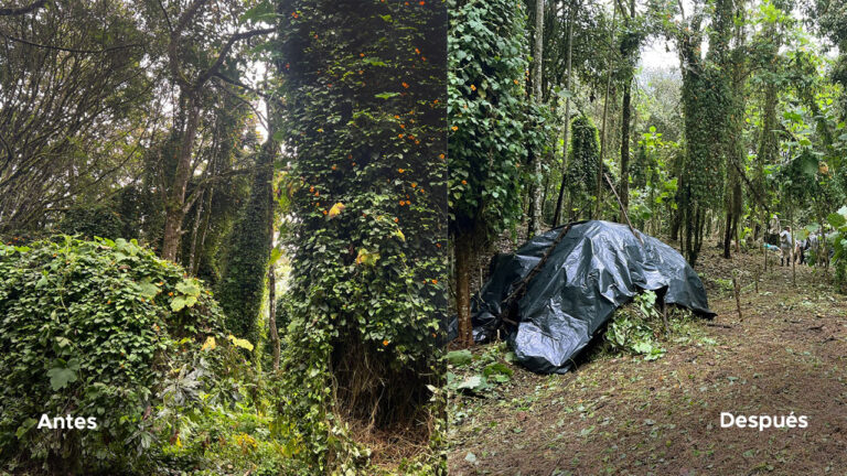 Imagen Caravanas ambientales llevan arte, pedagogía y conservación a los corregimientos de Medellín (6)