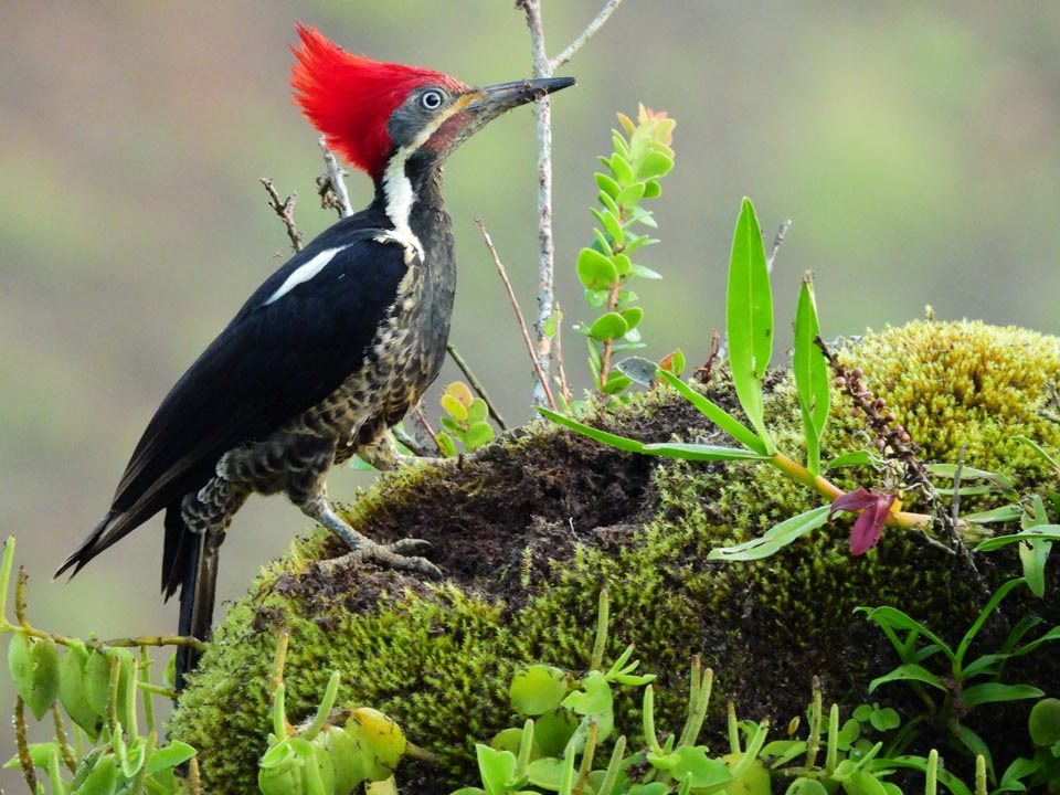 Imagen Dryocopus lineatus - Carpintero real