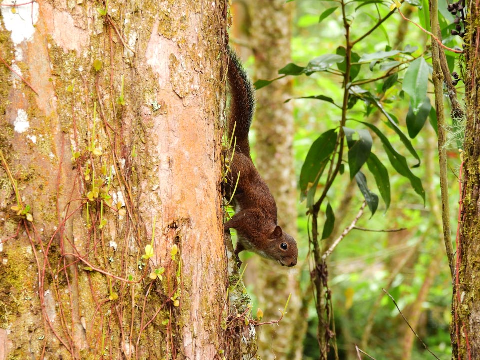 Imagen Sciurus pucheranii - Ardilla andina