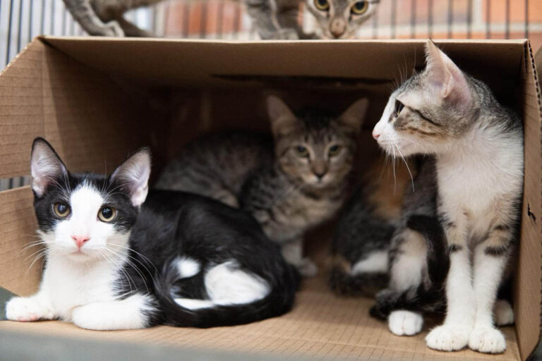 Imagen de gatos en una caja