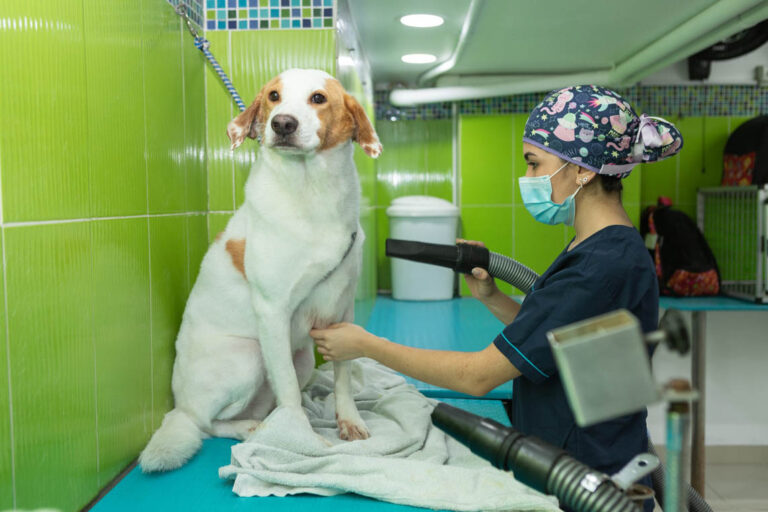 Imagen de perro recibiendo un baño