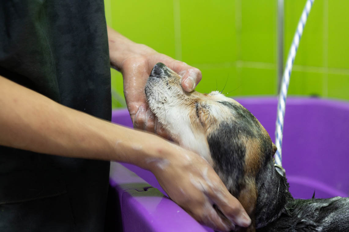 Imagen de personal bañando a un perro