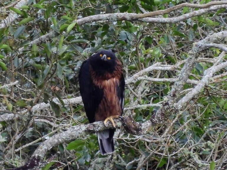 Aguila en bosque