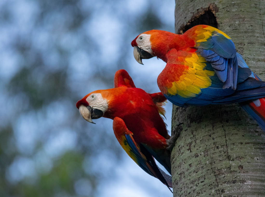 Imagen de dos guacamayas