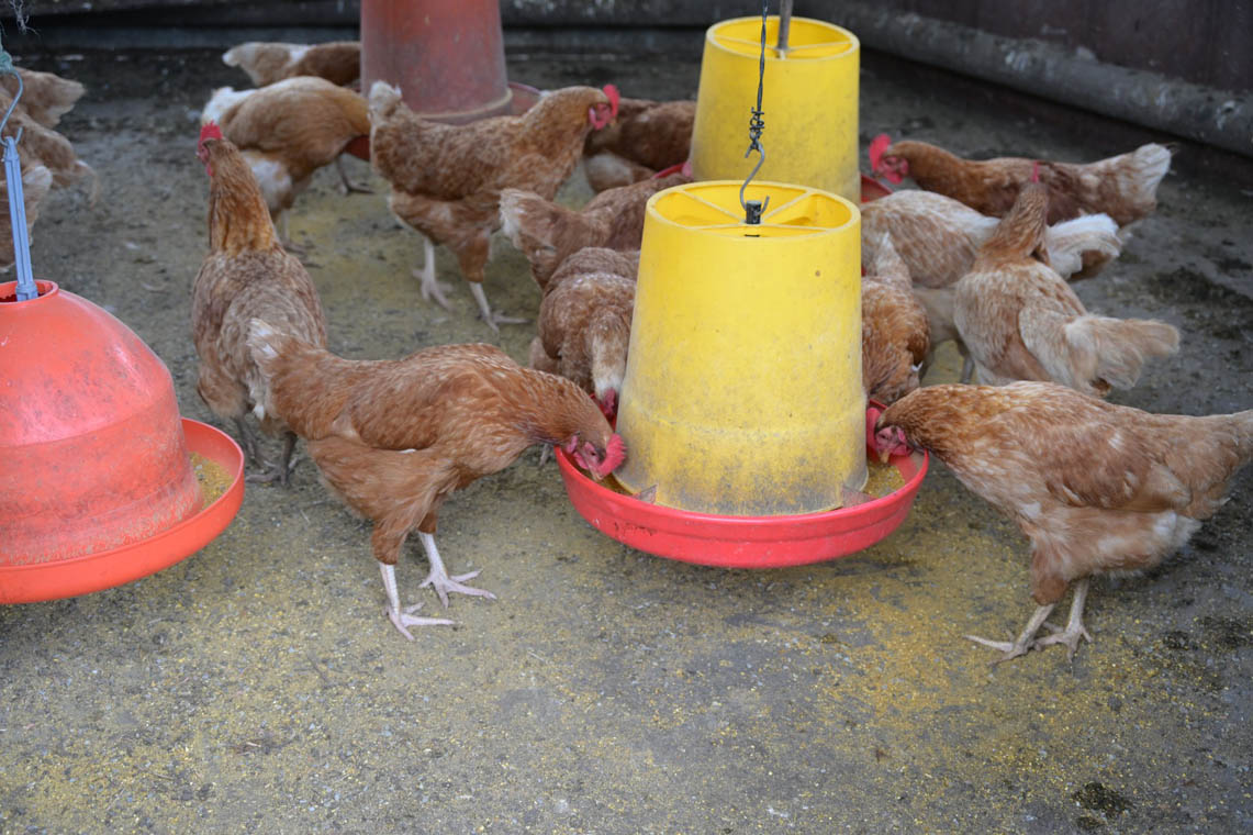 Imagen de gallinas comiendo