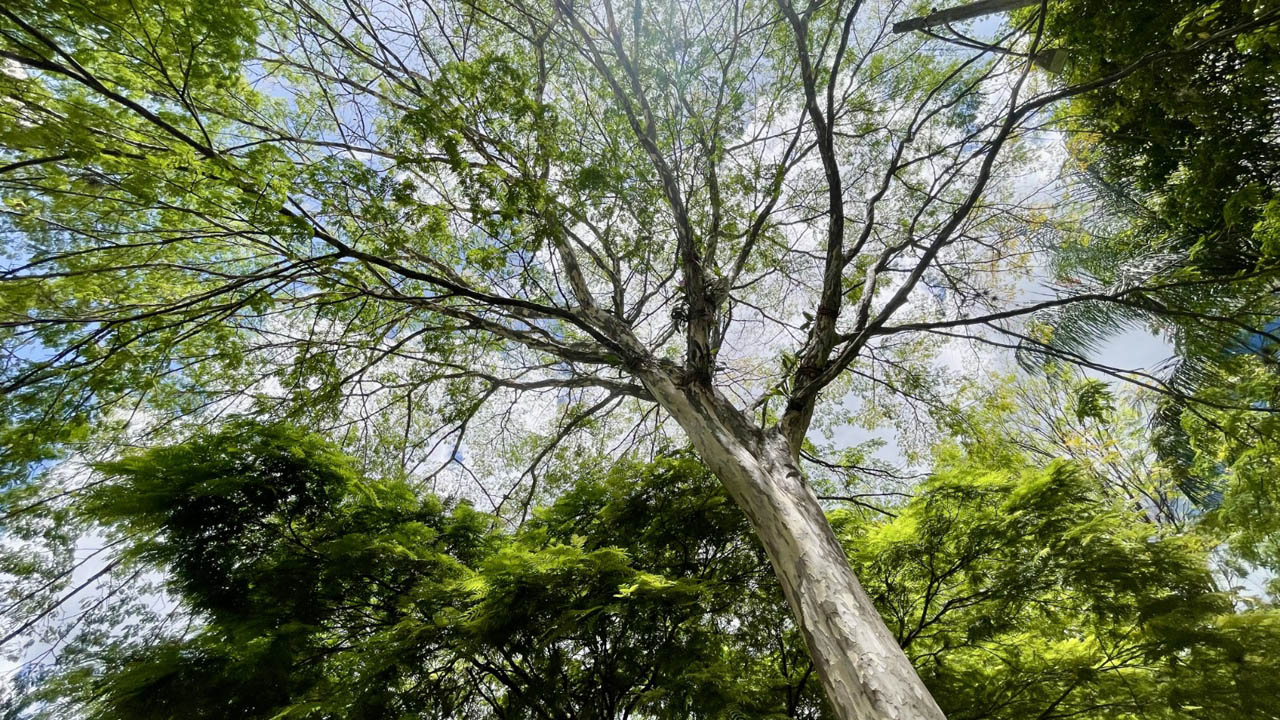 Imagen de un árbol