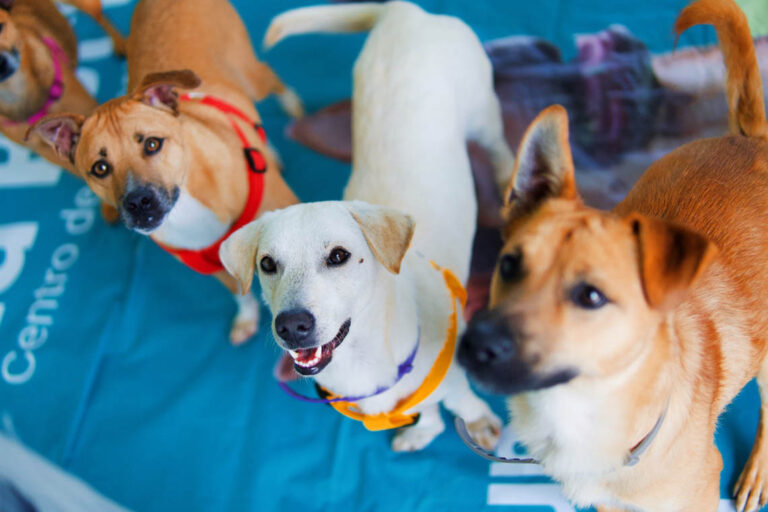 Imagen de unos perritos