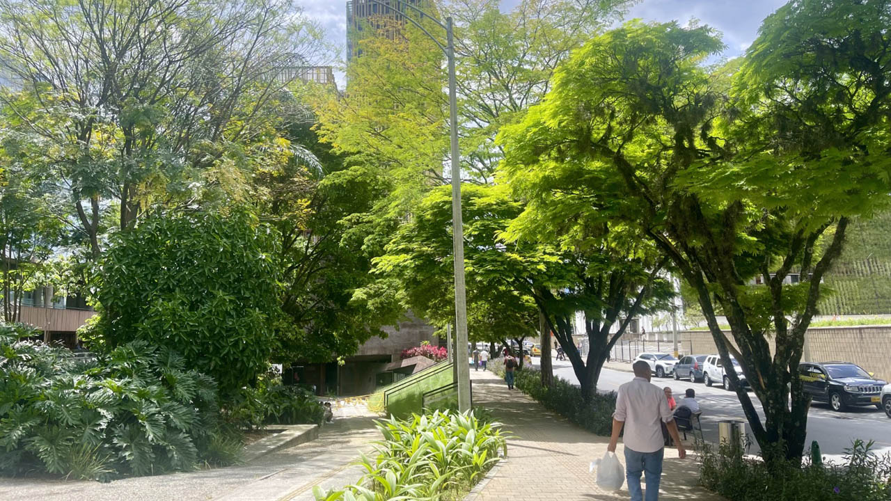 Imagen de zona de árboles