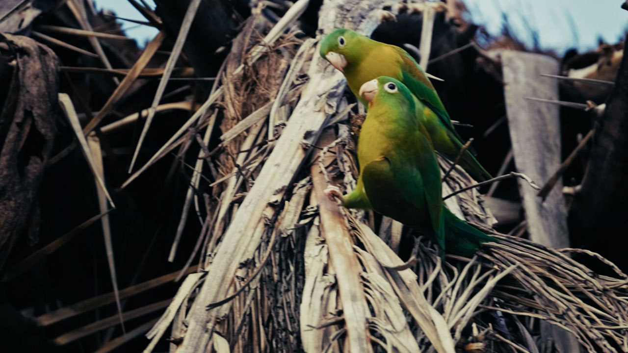 Medellín pagará por conservar y cuidar la biodiversidad Imagen Medellín pagará por conservar y cuidar la biodiversidad (1)