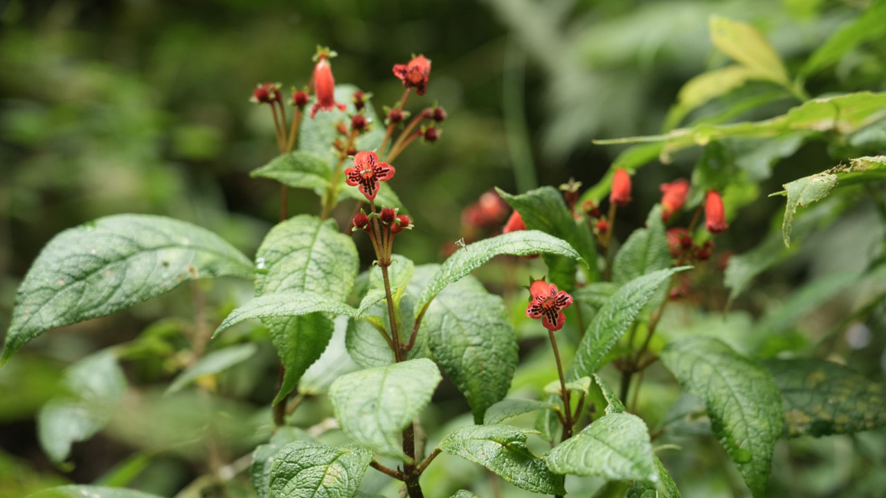 Medellín pagará por conservar y cuidar la biodiversidad Imagen Medellín pagará por conservar y cuidar la biodiversidad (2)