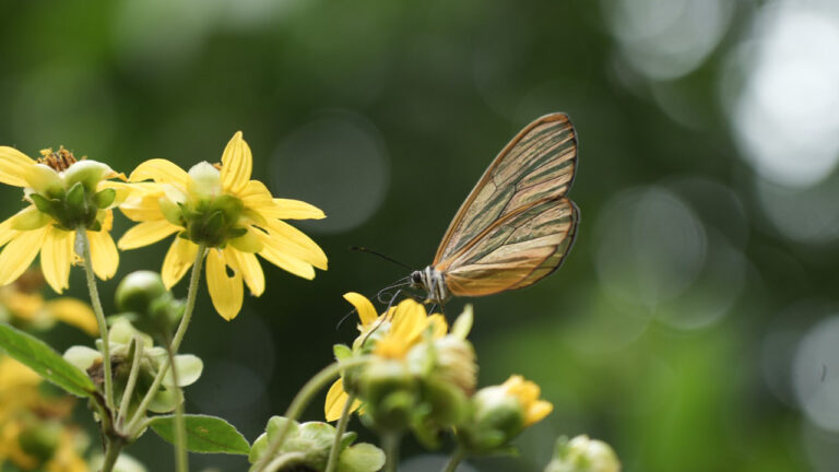 Imagen Medellín pagará por conservar y cuidar la biodiversidad (3)