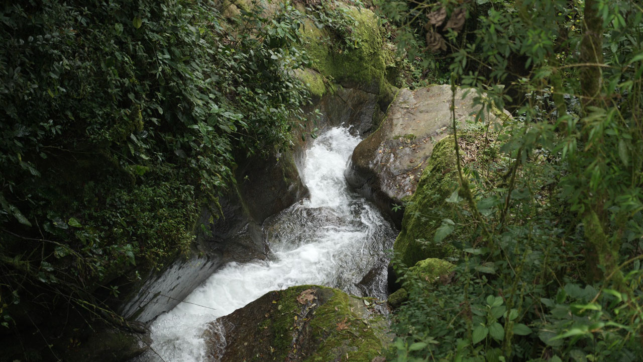 Imagen Medellín pagará por conservar y cuidar la biodiversidad (4)